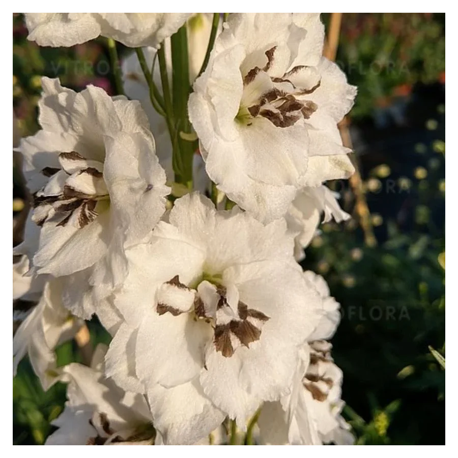 Delphinum Sentinel Garden White Ostróżka- Rośliny od Ogrodnika Szkółka Barcikowscy