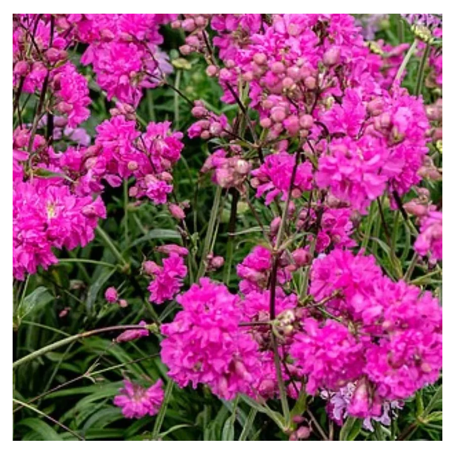 Lychnisc viscaria Plena Firletka Smółka- Rośliny od ogrodnika Szkółka Barcikowscy