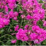 Lychnisc viscaria Plena Firletka Smółka- Rośliny od ogrodnika Szkółka Barcikowscy