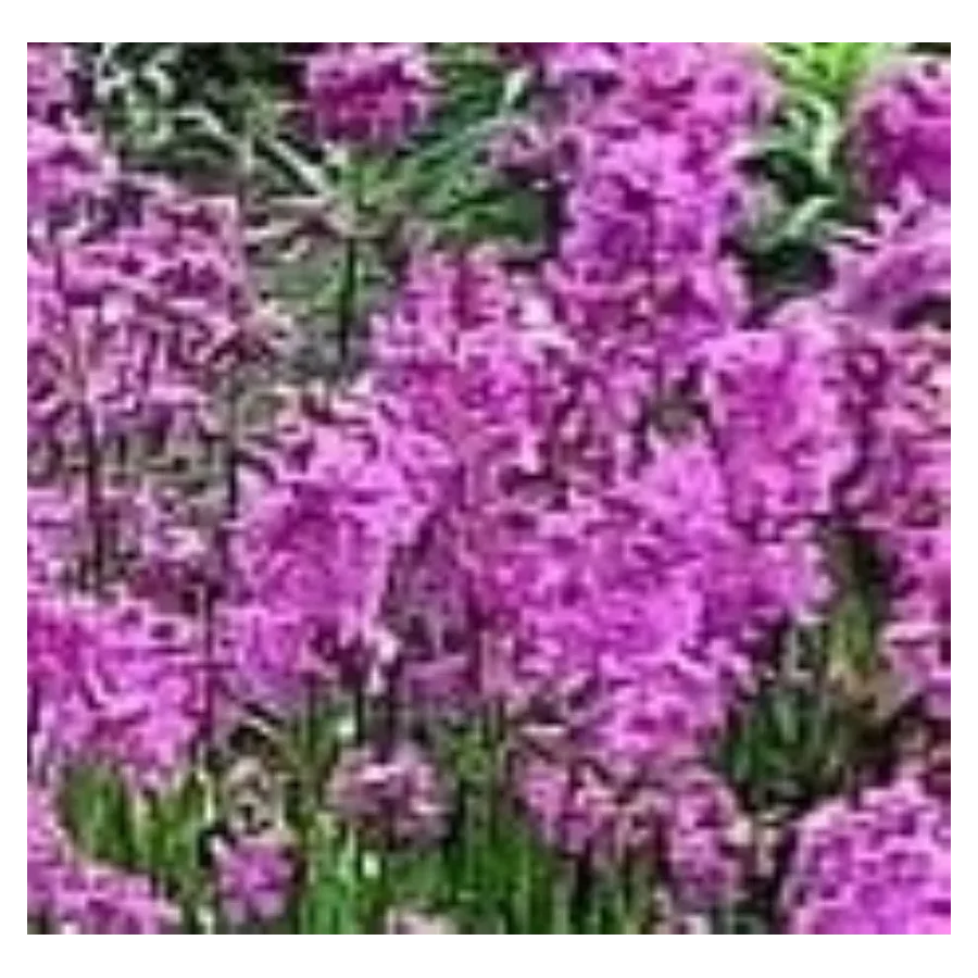 Lychnisc viscaria Plena Firletka Smółka- Rośliny od ogrodnika Szkółka Barcikowscy