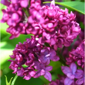 Syringa vulgaris Charles Joly Lilak- Rośliny od Ogrodnika Szkółka Barcikowscy