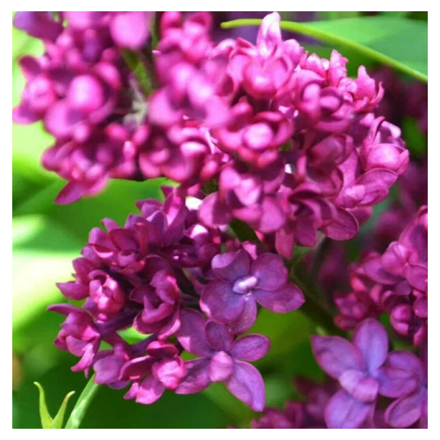 Syringa vulgaris Charles Joly Lilak- Rośliny od Ogrodnika Szkółka Barcikowscy