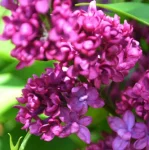 Syringa vulgaris Charles Joly Lilak- Rośliny od Ogrodnika Szkółka Barcikowscy