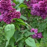 Syringa vulgaris Charles Joly Lilak- Rośliny od Ogrodnika Szkółka Barcikowscy