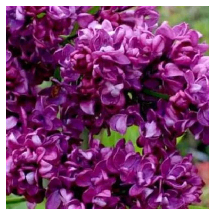 Syringa vulgaris Charles Joly Lilak- Rośliny od Ogrodnika Szkółka Barcikowscy