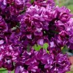 Syringa vulgaris Charles Joly Lilak- Rośliny od Ogrodnika Szkółka Barcikowscy