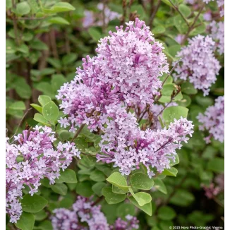 Syringa meyeri Flowerfesta Purple Lilak- Rośliny od Ogrodnika Szkółka Barcikowscy