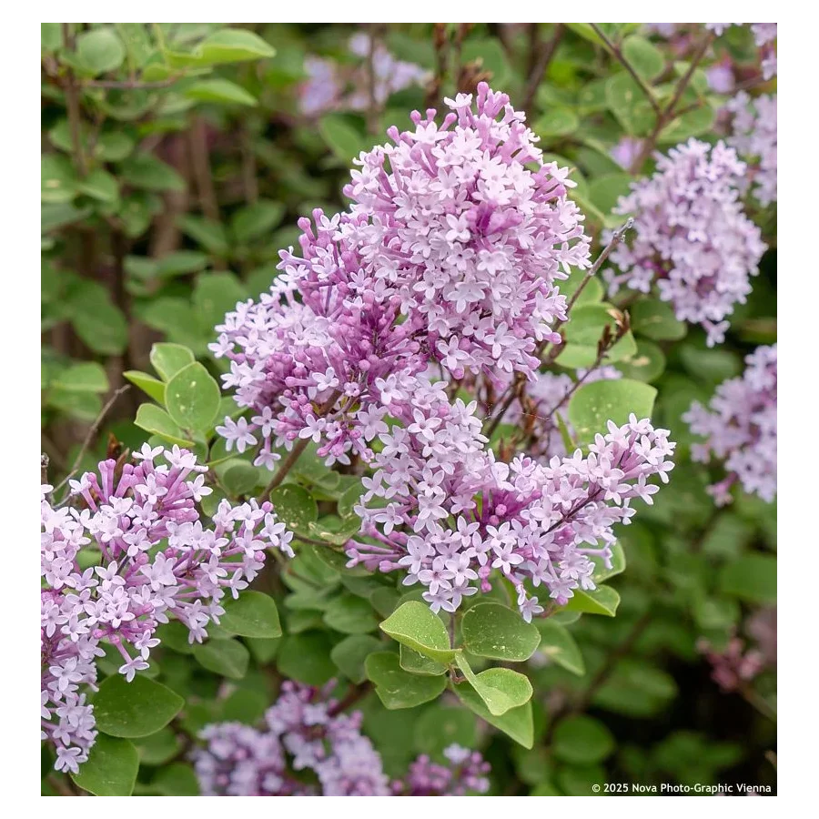 Syringa meyeri Flowerfesta Purple Lilak- Rośliny od Ogrodnika Szkółka Barcikowscy