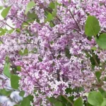 Syringa meyeri Flowerfesta Purple Lilak- Rośliny od Ogrodnika Szkółka Barcikowscy