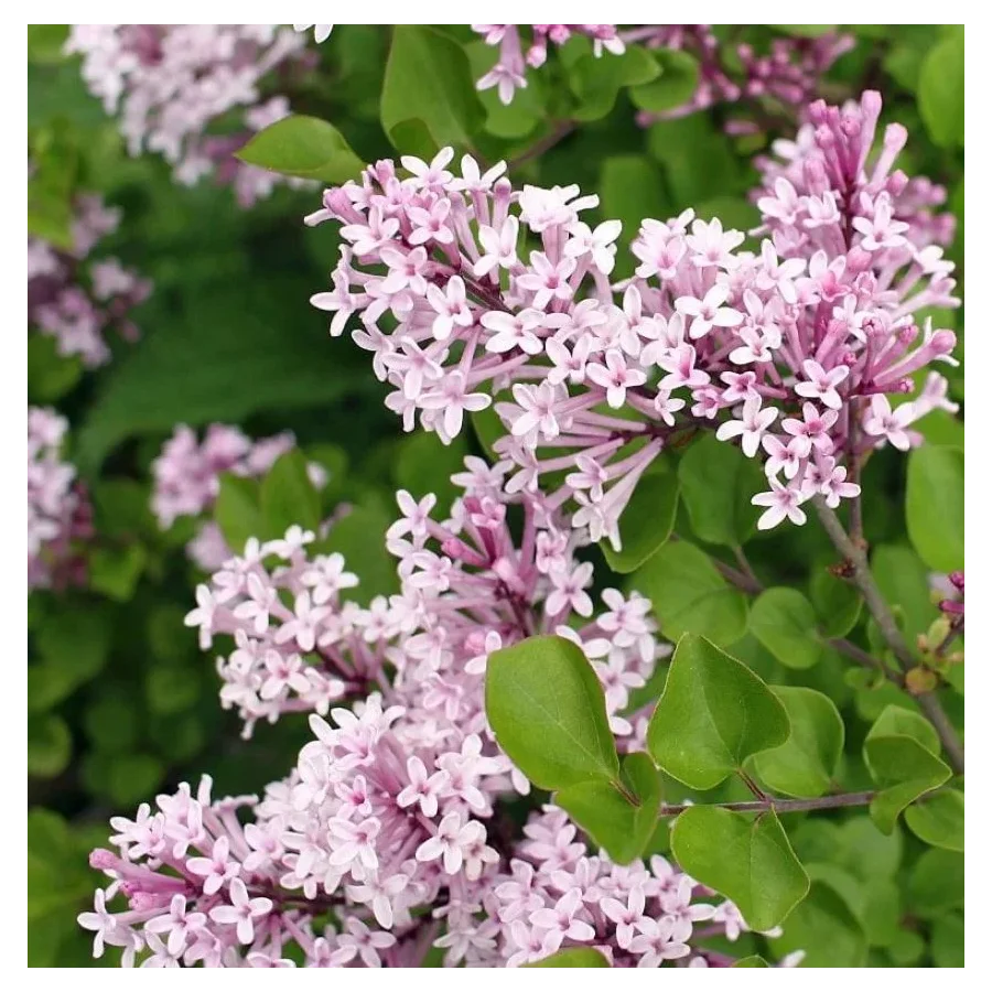 Syringa meyeri Flowerfesta Purple Lilak- Rośliny od Ogrodnika Szkółka Barcikowscy