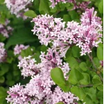 Syringa meyeri Flowerfesta Purple Lilak- Rośliny od Ogrodnika Szkółka Barcikowscy