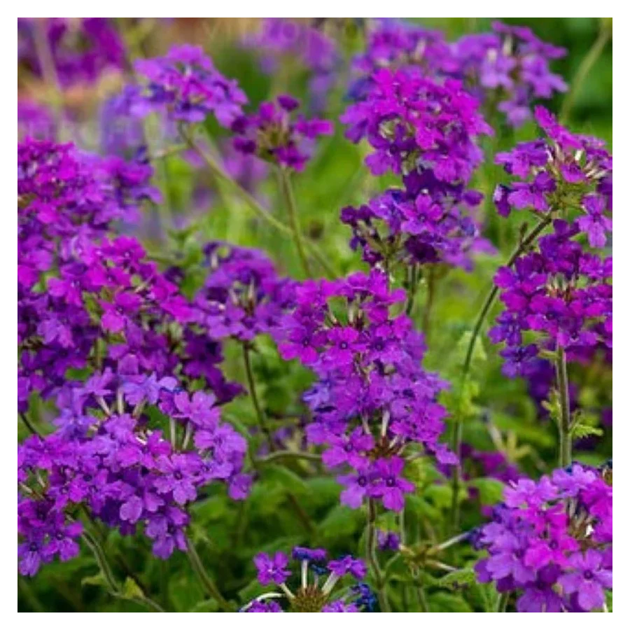 Verbena canadiensis Homestead Purple werbena -Rośliny od ogrodnika Szkółka Barcikowscy