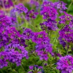 Verbena canadiensis Homestead Purple werbena -Rośliny od ogrodnika Szkółka Barcikowscy