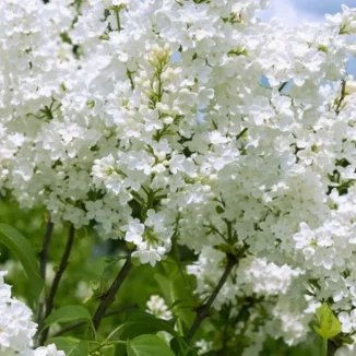Syringa meyeri flowerfesta White Lilak- Rośliny od Ogrodnika Szkółka Barcikowscy