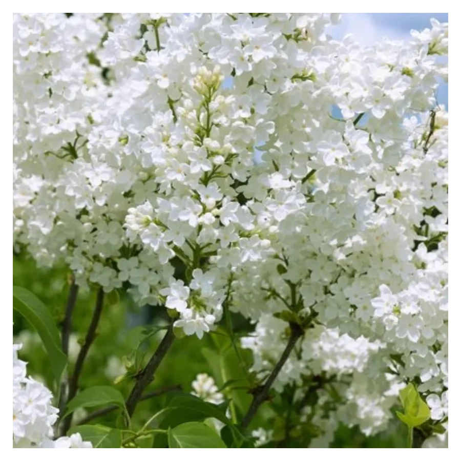 Syringa meyeri flowerfesta White Lilak- Rośliny od Ogrodnika Szkółka Barcikowscy