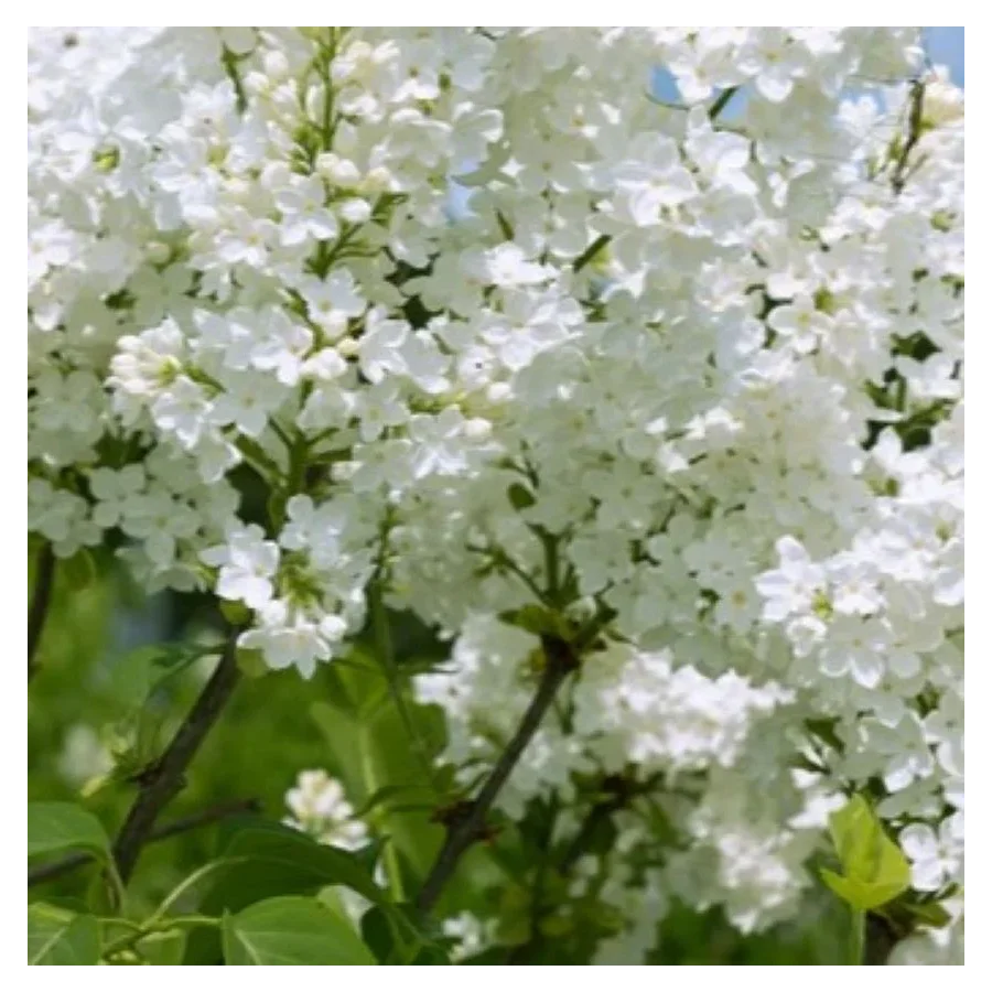 Syringa meyeri flowerfesta White Lilak- Rośliny od Ogrodnika Szkółka Barcikowscy
