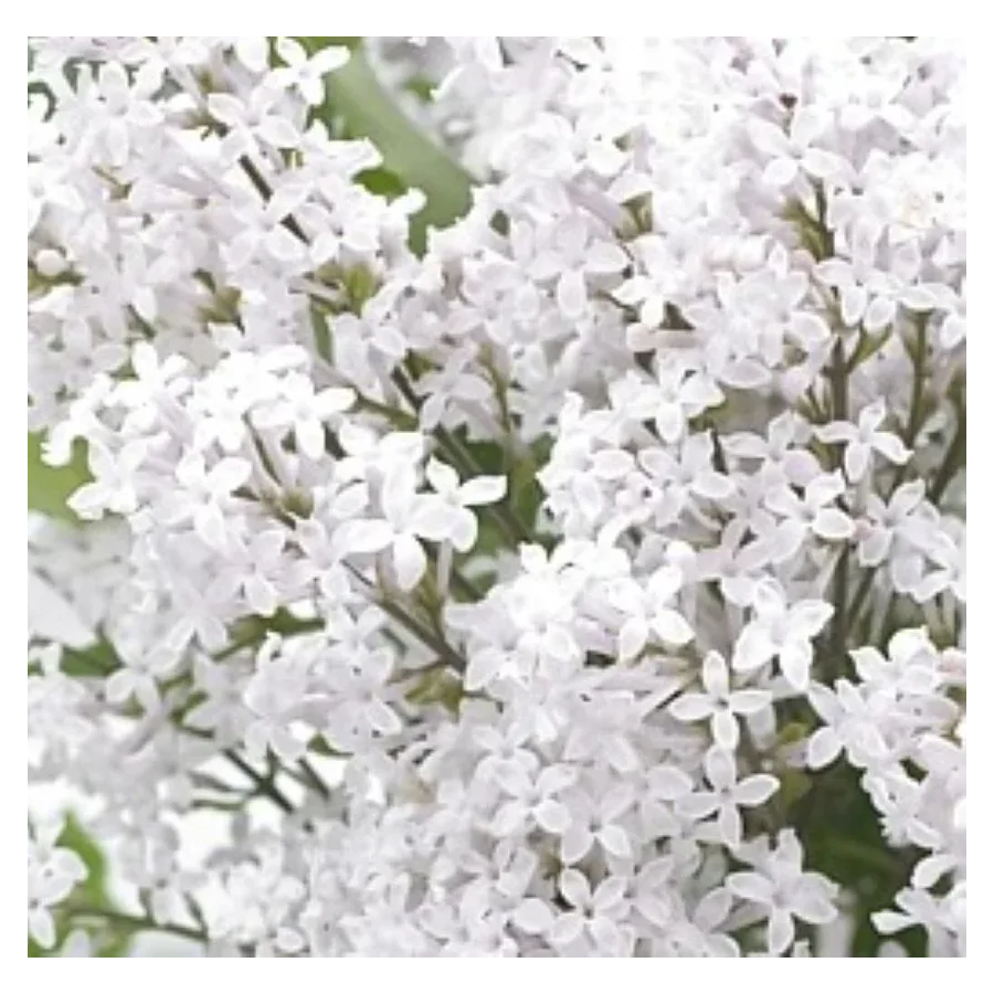 Syringa meyeri flowerfesta White Lilak- Rośliny od Ogrodnika Szkółka Barcikowscy