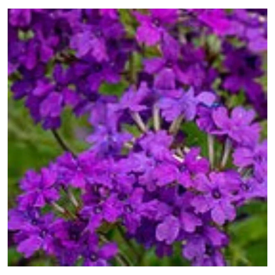 Verbena canadiensis Homestead Purple werbena -Rośliny od ogrodnika Szkółka Barcikowscy