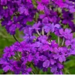 Verbena canadiensis Homestead Purple werbena -Rośliny od ogrodnika Szkółka Barcikowscy