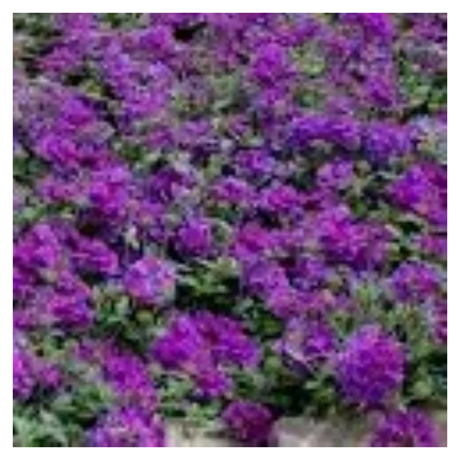 Verbena canadiensis Homestead Purple werbena -Rośliny od ogrodnika Szkółka Barcikowscy