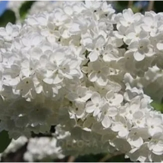 Syringa vulgaris Excellent- Lilak Szkółka Barcikowscy Rośliny od ogrodnika