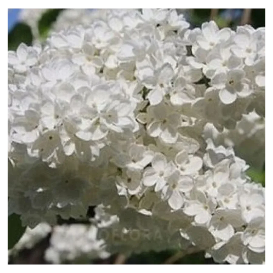 Syringa vulgaris Excellent- Lilak Szkółka Barcikowscy Rośliny od ogrodnika