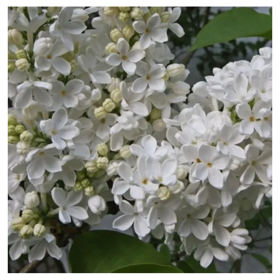 Syringa vulgaris Excellent- Lilak Szkółka Barcikowscy Rośliny od ogrodnika