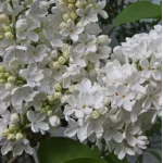 Syringa vulgaris Excellent- Lilak Szkółka Barcikowscy Rośliny od ogrodnika
