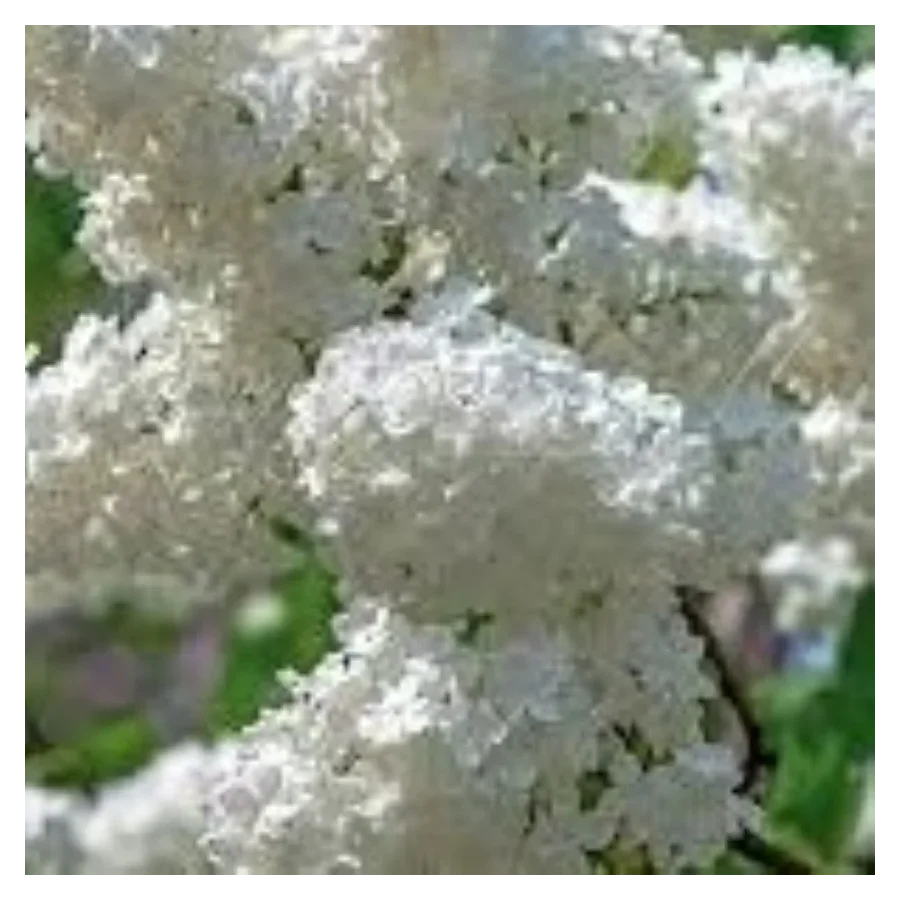 Syringa vulgaris Excellent- Lilak Szkółka Barcikowscy Rośliny od ogrodnika