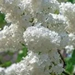Syringa vulgaris Excellent- Lilak Szkółka Barcikowscy Rośliny od ogrodnika
