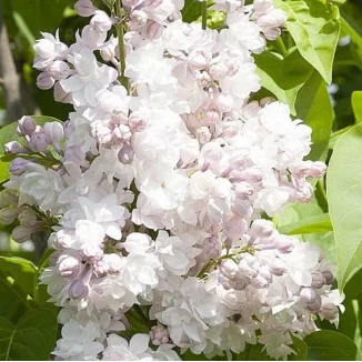 Syringa vulgaris Krasavitsa Moskvy Lilak- Rośliny od Ogrodnika Szkółka Barcikowscy