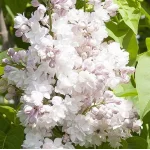 Syringa vulgaris Krasavitsa Moskvy Lilak- Rośliny od Ogrodnika Szkółka Barcikowscy