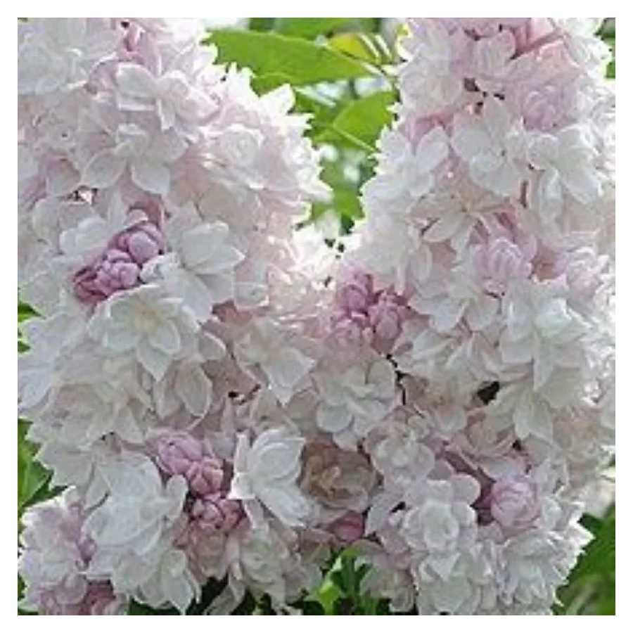 Syringa vulgaris Krasavitsa Moskvy Lilak- Rośliny od Ogrodnika Szkółka Barcikowscy