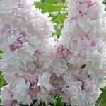 Syringa vulgaris Krasavitsa Moskvy Lilak- Rośliny od Ogrodnika Szkółka Barcikowscy