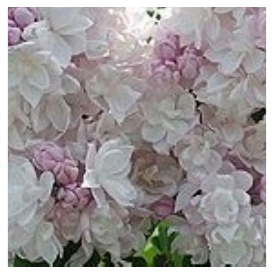 Syringa vulgaris Krasavitsa Moskvy Lilak- Rośliny od Ogrodnika Szkółka Barcikowscy