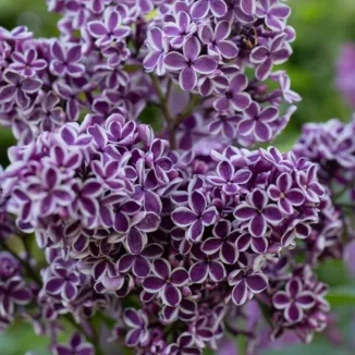 Syringa vulgaris Sensation Lilak-Szkółka Barcikowscy Rośliny od ogrodnika