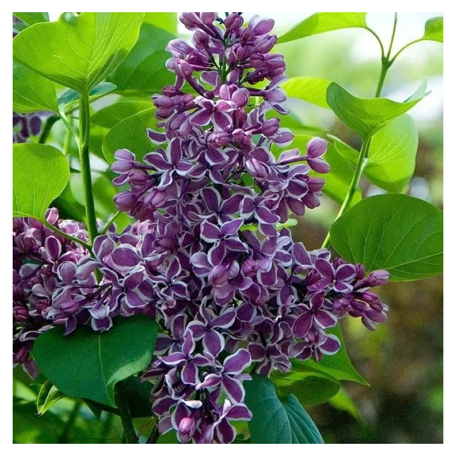 Syringa vulgaris Sensation Lilak-Szkółka Barcikowscy Rośliny od ogrodnika