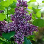 Syringa vulgaris Sensation Lilak-Szkółka Barcikowscy Rośliny od ogrodnika