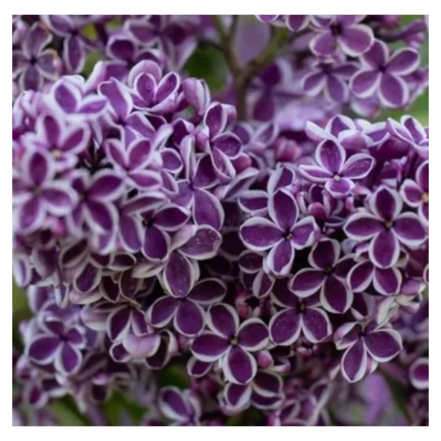 Syringa vulgaris Sensation Lilak-Szkółka Barcikowscy Rośliny od ogrodnika