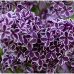 Syringa vulgaris Sensation Lilak-Szkółka Barcikowscy Rośliny od ogrodnika