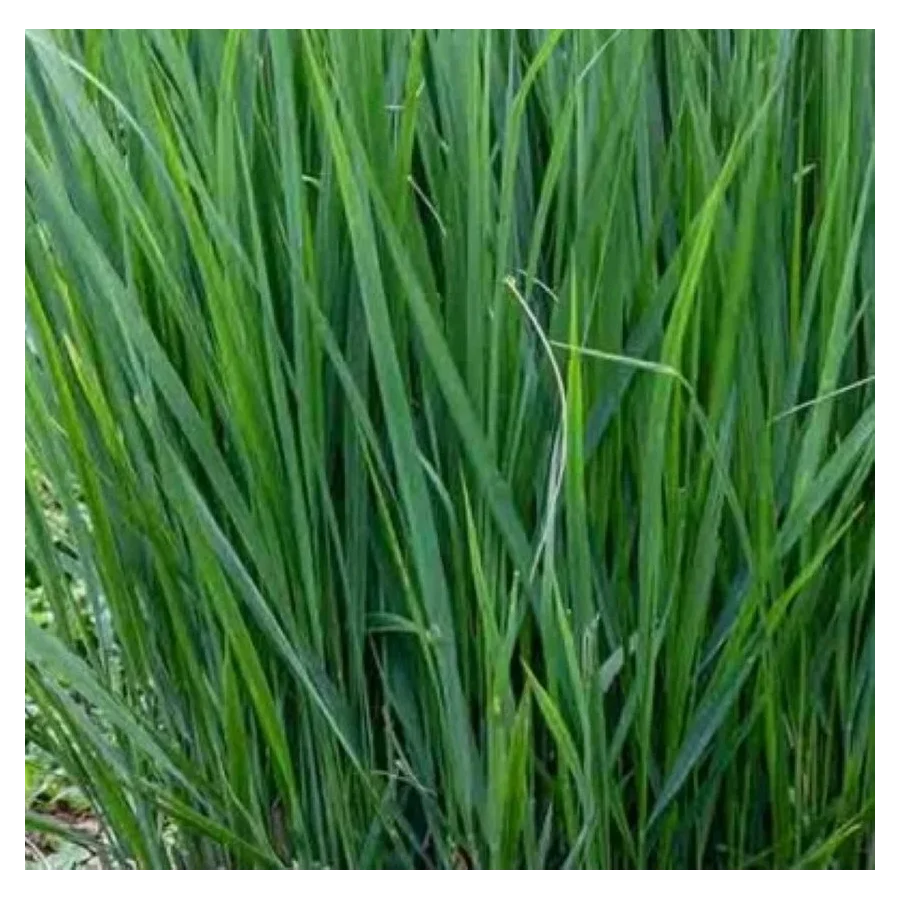 Panicum virgatum Northwind Proso rózgowe- Rośliny od Ogrodnika Szkółka Barcikowscy