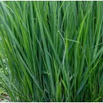 Panicum virgatum Northwind Proso rózgowe- Rośliny od Ogrodnika Szkółka Barcikowscy