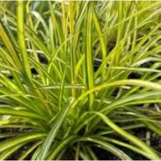 Scirpus pendulus Stars and Stripes Sitówka- Rośliny od Ogrodnika Szkółka Barcikowscy