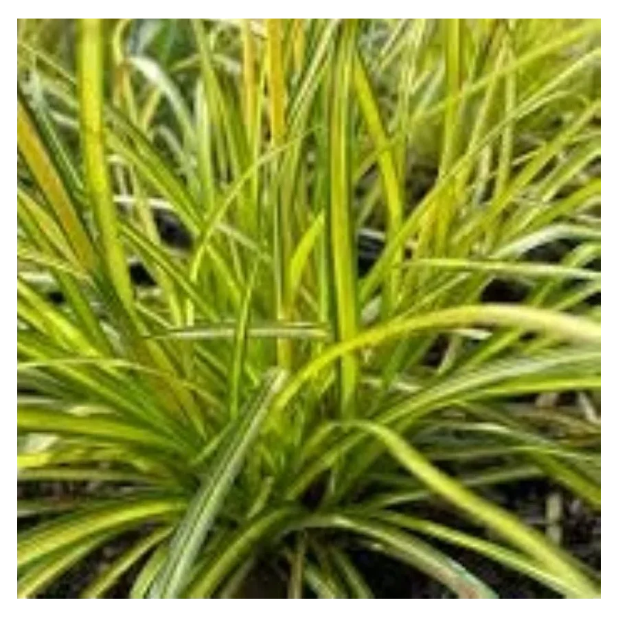 Scirpus pendulus Stars and Stripes Sitówka- Rośliny od Ogrodnika Szkółka Barcikowscy