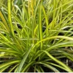 Scirpus pendulus Stars and Stripes Sitówka- Rośliny od Ogrodnika Szkółka Barcikowscy