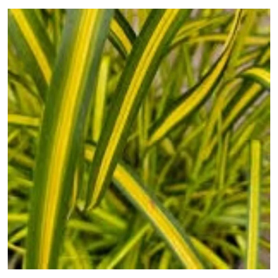 Scirpus pendulus Stars and Stripes Sitówka- Rośliny od Ogrodnika Szkółka Barcikowscy