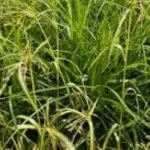 Scirpus pendulus Stars and Stripes Sitówka- Rośliny od Ogrodnika Szkółka Barcikowscy