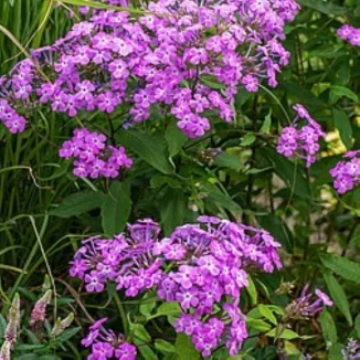 Phlox paniculata JS Queen Paola Floks- Rośliny od Ogrodnika Szkółka Barcikowscy