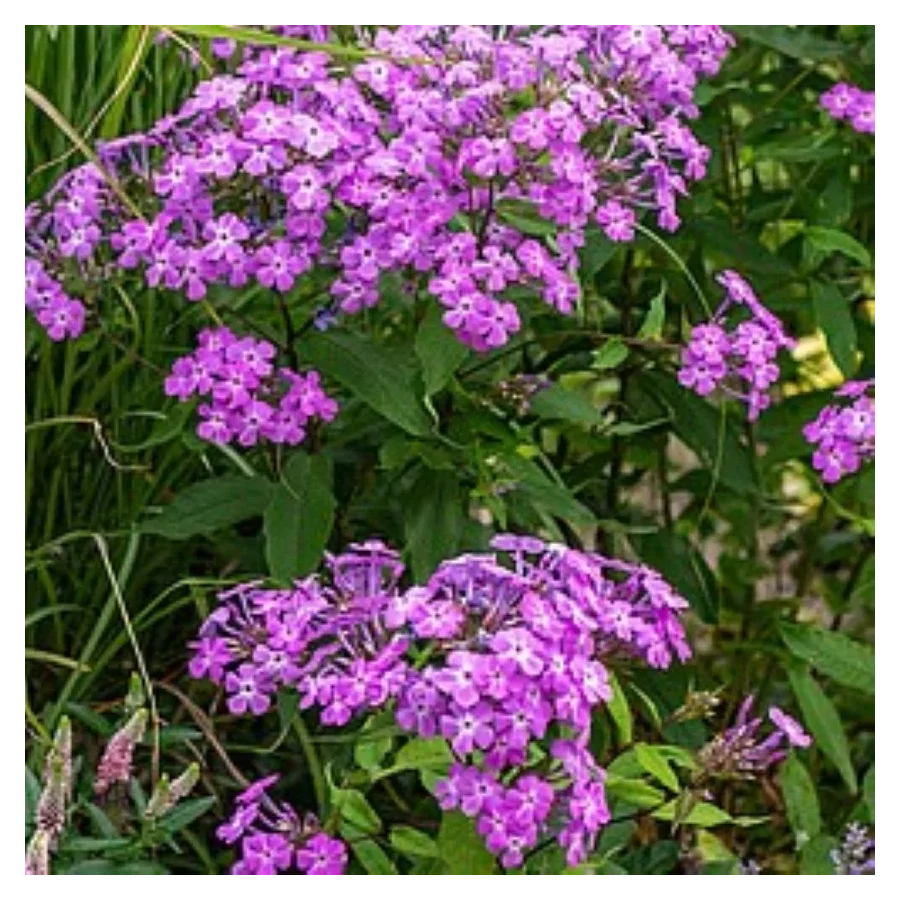 Phlox paniculata JS Queen Paola Floks- Rośliny od Ogrodnika Szkółka Barcikowscy