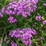 Phlox paniculata JS Queen Paola Floks- Rośliny od Ogrodnika Szkółka Barcikowscy